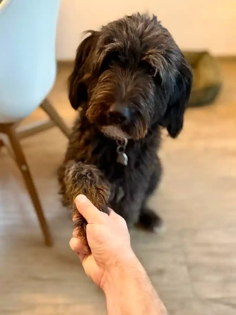Happy dog outdoors on an adventure in nature