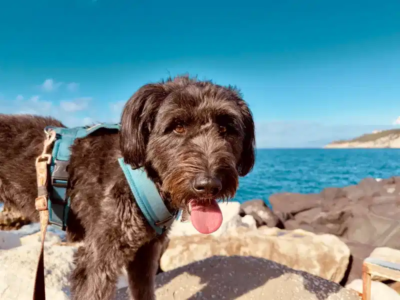 Vintage camera and photography equipment